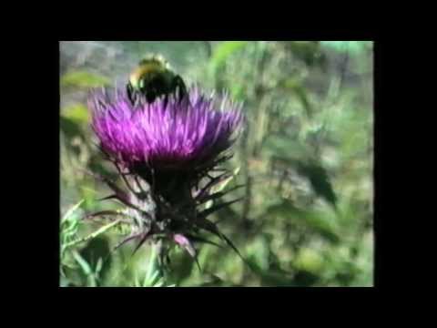 Vorschaubild zum Trailer